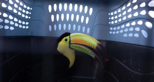 A toucan in an animal carrier