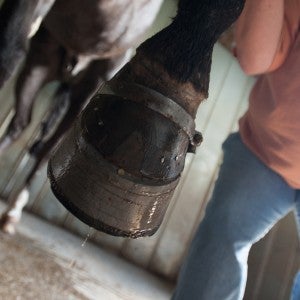 Horse being subjected to "soring", with chemicals being applied to his legs