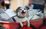 Happy dog in a wagon