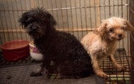 Two puppy mill dogs in a cage before being rescued