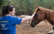 Animal Rescue Team's Jessica Johnson with horses from a rescue in Texas
