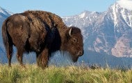 Photo of an American bison in the mountains of Montana.