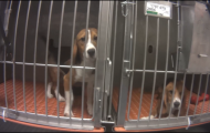 Two dogs lay in a cage awaiting testing