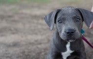 A young grey pitbull stares into the camera