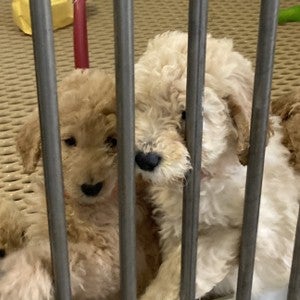 Puppies living in a small cage in a puppy mill