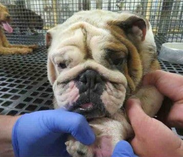An injured pug from a puppy mill