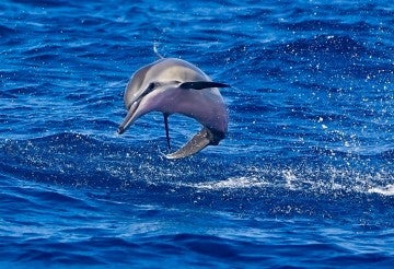 Hawaiian spinner dolphin calf in the ocean
