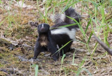 Cute skunk in the grass.