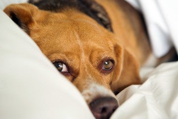 Scared beagle dog hiding in the bed