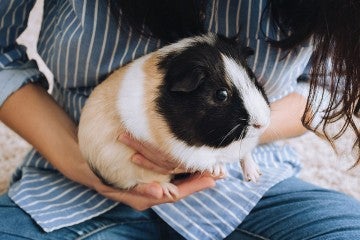 Woman holding pet guinea pig