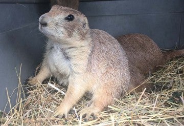 Collaborative prairie dog restoration work, translocated colony in peril to protected habitat.