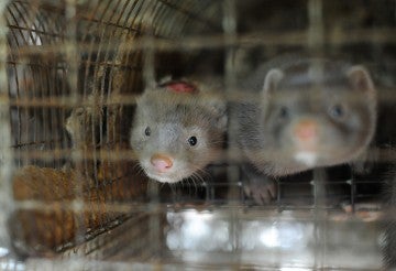 Two mink in a wire cage on fur farm