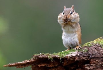 chipmunk on a log with cheeks full