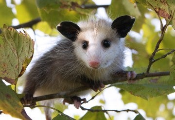 baby opossum in a tree