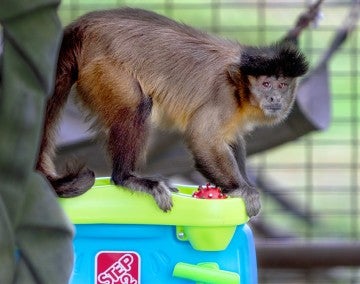 Phoenix the capuchin monkey plays with a toy at Black Beauty Ranch
