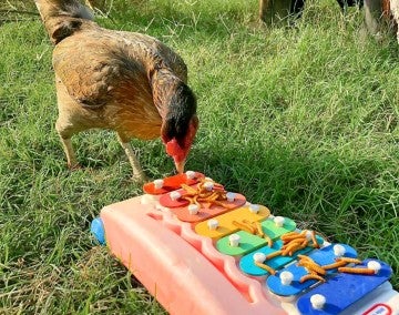 A chicken pecks at a colorful children's xylophone
