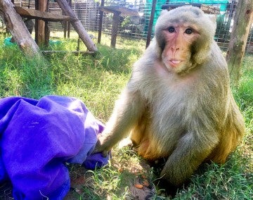 Gizmo, a blind macaque at Black Beauty Ranch Sanctuary