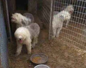 Sheep dogs live outside in tight quarters at a puppy mill