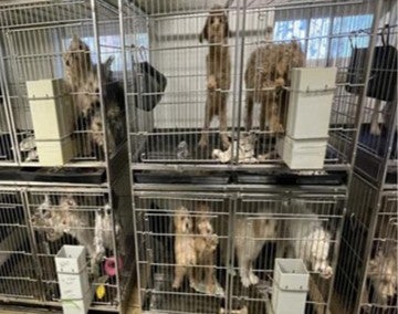 Dogs live in small crates stacked on top of each other with multiple dogs to a crate in a puppy mill