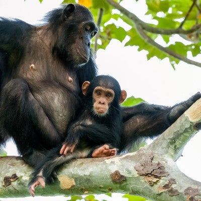 Portrait of a chimp and baby