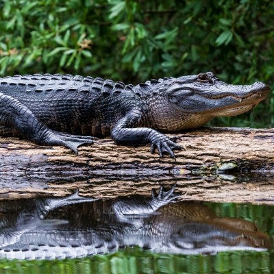 Alligator sunning on a log