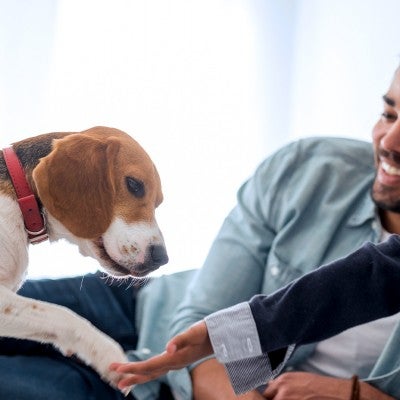 A father and his daughter play with their beagle puppy