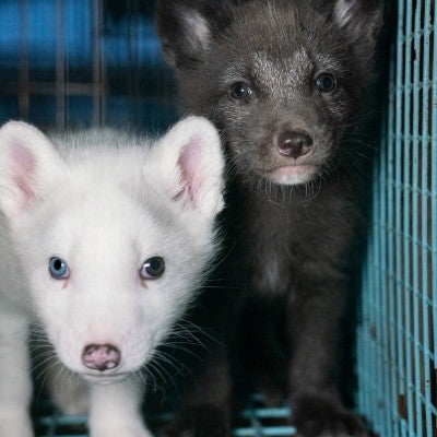 Two fox kits look out of their cage in dark fur farm