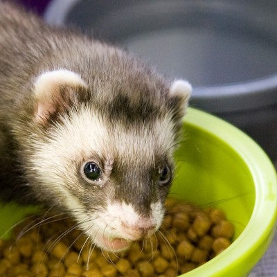 Pet ferret eats food out of its bowl