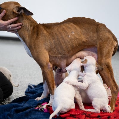 Woman petting mother dog and puppies
