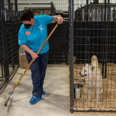 An HSUS volunteer cleans up in an animal shelter while one of the shelter dogs watches