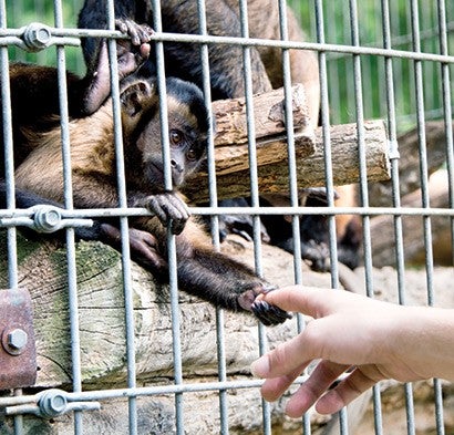 Monkey behind a cage reaching out to a human hand reaching for it.