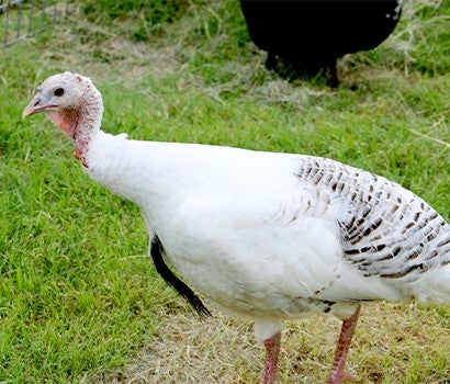 A white turkey at Black Beauty Ranch Sanctuary
