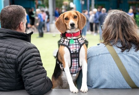 A beagle peers at the camera as her owners sit beside her looking away.