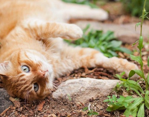 Orange cat lounging in a garden