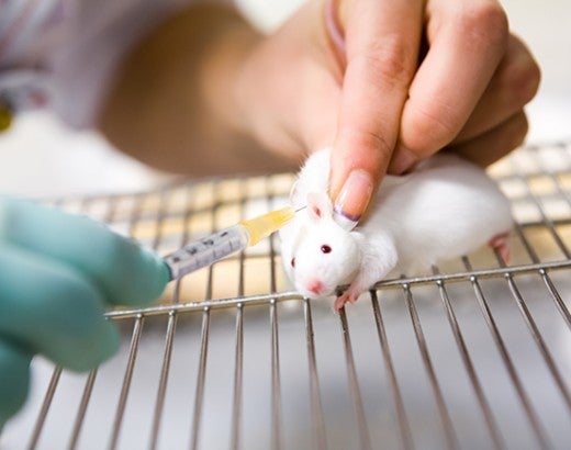 Mouse being held down by lab researcher as she administers a needle