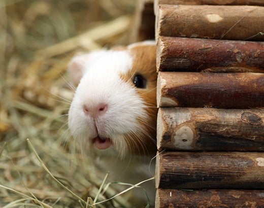 Cute guinea pig looking out from his hut