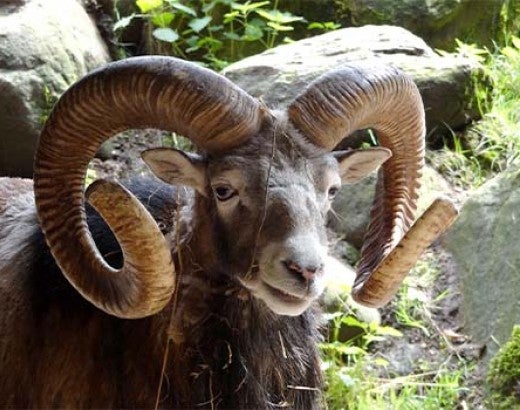 close up of bighorn sheep