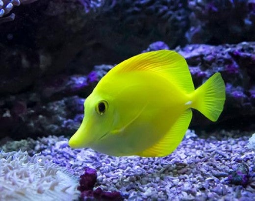A yellow tang fish swims among rocks and coral