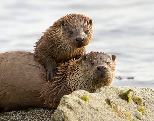 2 river otters on the shore