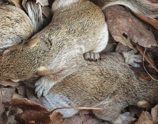 Wearing gloves, Lori Thiele relocates the baby squirrels to a cardboard pet carrier
