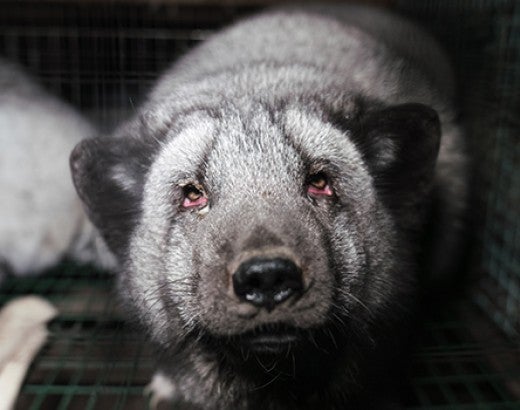 Worried arctic fox in small, dark cage on fur farm