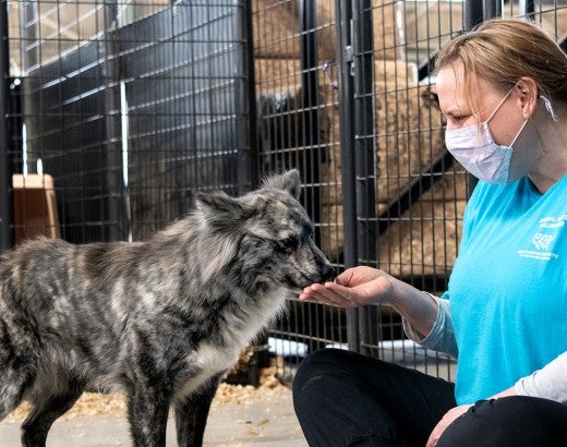 A woman volunteering at a temporary animal shelter feeds a dog from the palm of her hand