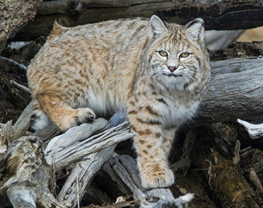Bobcat standing on branches over a cold river
