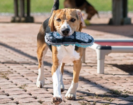 Photo of a beagle with a toy in it's mouth