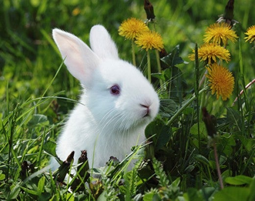 Little white rabbit in tall grass with dandelions 