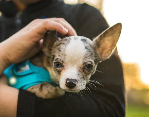 Boy holding a Chihuahua dog