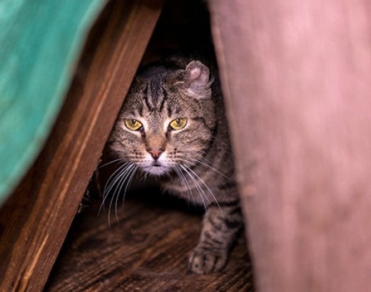 Worried cat hiding during rescue from animal rescue