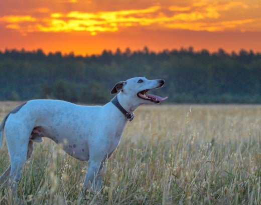 Greyhound dog looking at the sunset