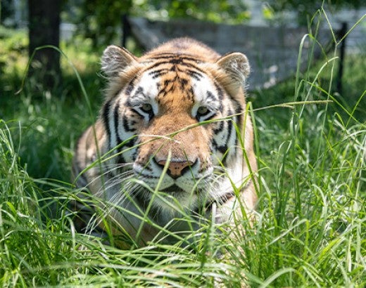 Loki the tiger laying in tall grass 