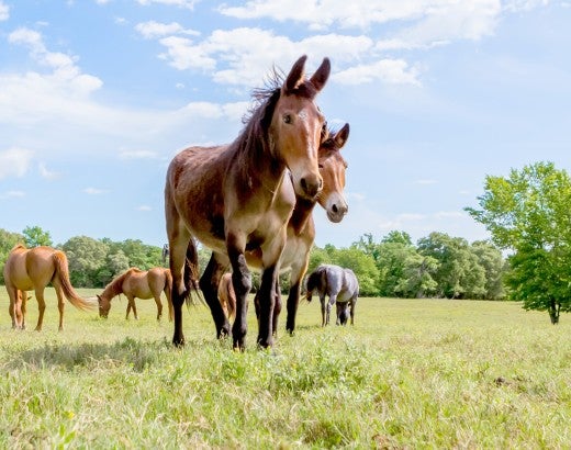 Group of equines at Black Beauty Ranch